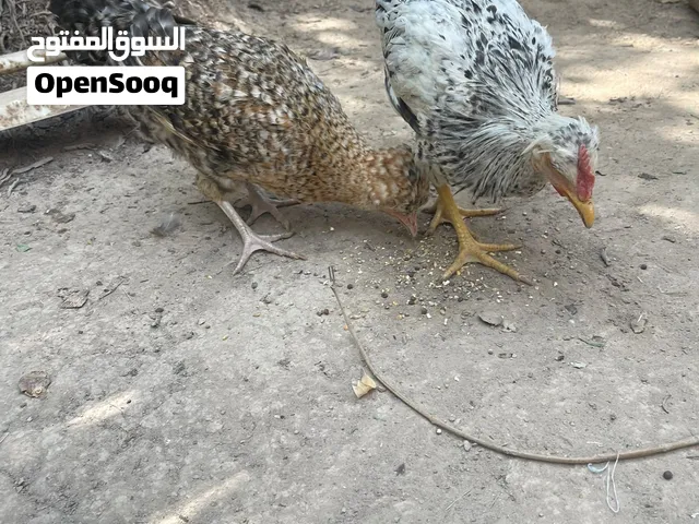 دجاجتين امهات كعكوله عله وجه بياض ب30