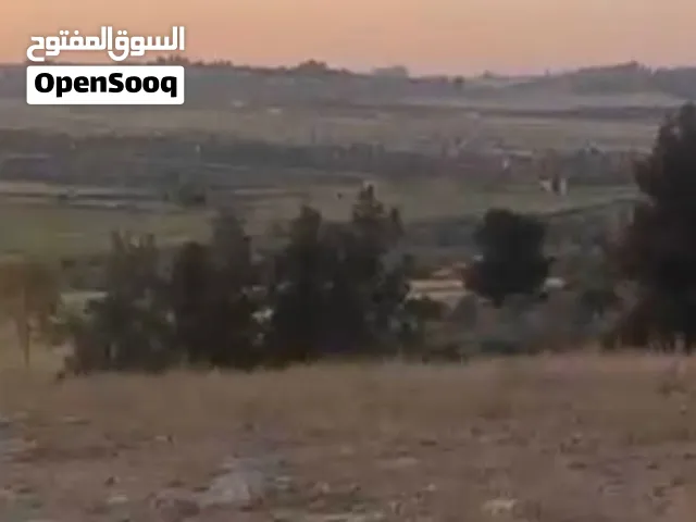 فلسطين بيت لحم 3280 م