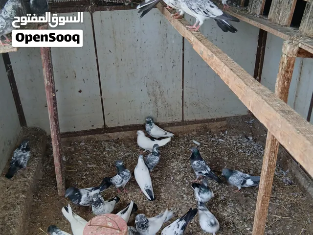 حمام باكستاني الوان و أحجام