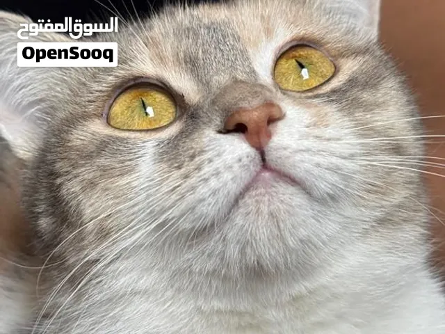 قطه هجين تركي للبيع