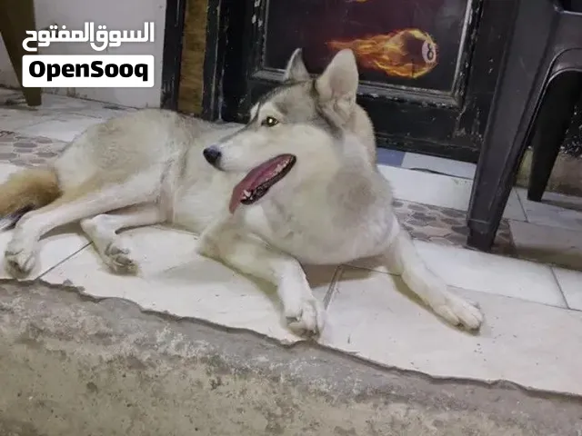 هاسكي ابيض عمره 10 شهور