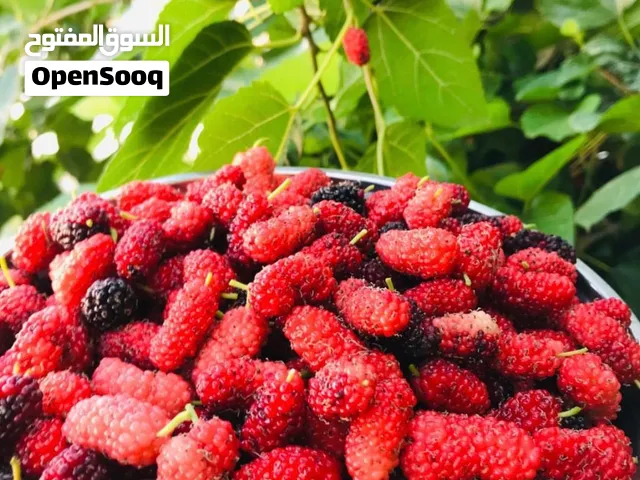 شتلات توت تايلندي معروف محلي فرصاد