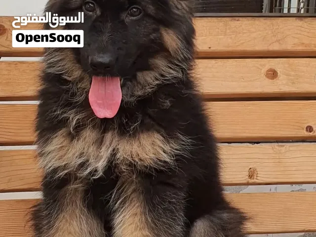السلام عليكم اخوان رايد كلب جيرمن كبير او صغير للتبني او بسعر رخيص عادي اشتري فدوة اروحلكم