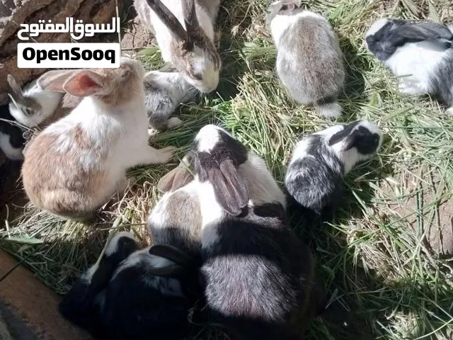 أرانب بلدي للبيع اقرأ الوصف