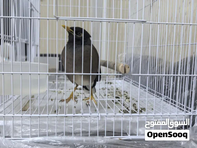 طائر مينا هندي