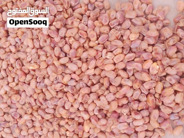 تمر خلاص مجهز بأكياس ممتاز