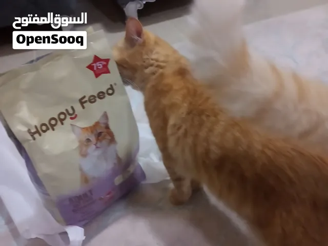 قط ذكر للبيع للتواصل