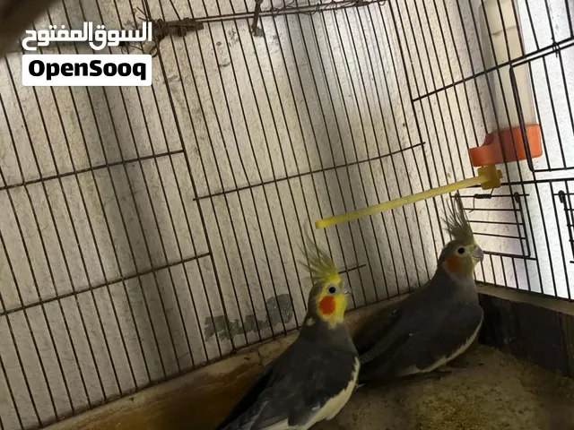 كوكتيل اهالي فراخ مع روز للبيع الروز اجوز 20و الكوكتيل 35
