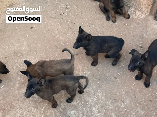 جراوي مالينوا