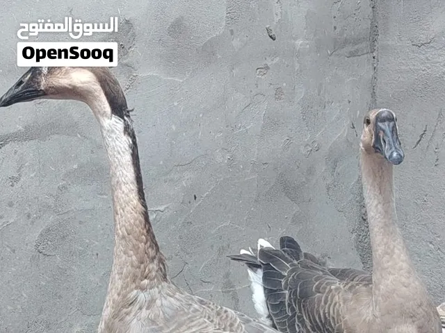 سلام عليكم موجود إوز رمادي سعر الزوج 75 الف وبيهن مجال حك الجيه مكاني البصرة الجزيرة