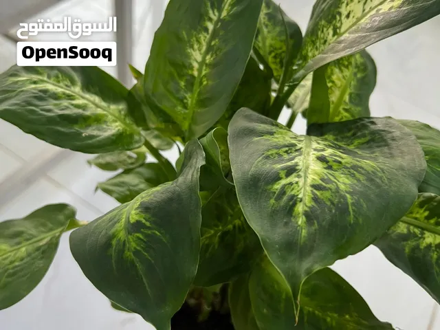 Dieffenbachia Indoor Plant For Sale