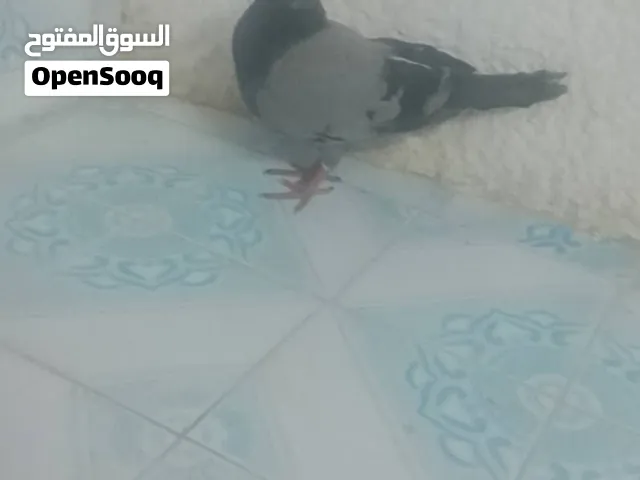حمام زاجل للبيع