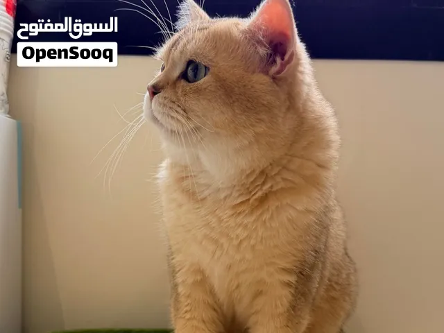 ذكر سكوتش ستريت للتزاوج