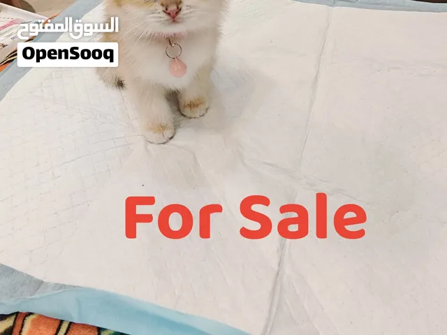 British short hair kitten NY12  قطط