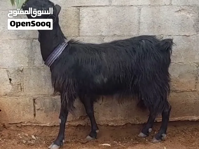 عقائق ذبائح نذر غنم بلدي سن نظيف الموقع سحاب السعر 155 نهائي
