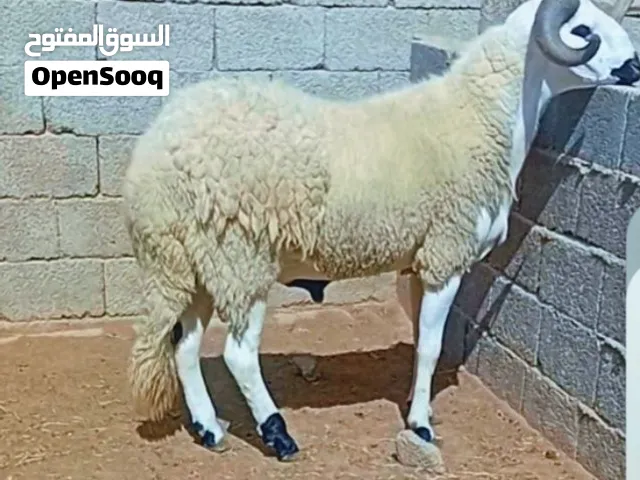 بلهي صلو علي النبي.