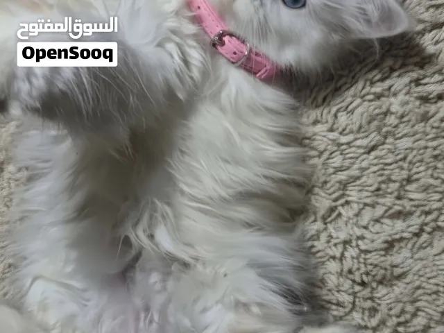 فرصه لن تتكرر بنوته راجدول بيور عمر 45 يوم نضيفه وجميله  جدا