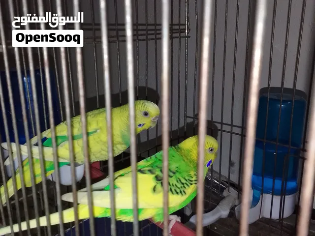 جوز حب شغال100%