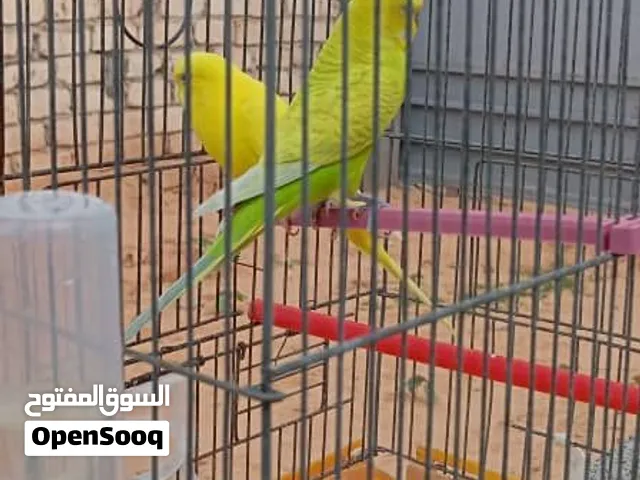 كوبيا بقلينو او بادجي للبيع  الكوبيه ربي يبارك امدحيه ومنتجه من قبل وصوقره ومضمونه عندي صور الانتاج