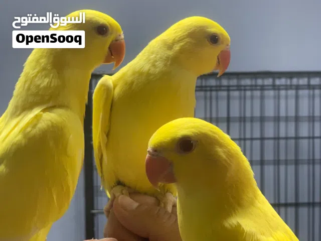 ببغاء الدرة الأصفر الذهبي ذو الحزام الناري الذهب عيار 24 فراخ فطم جديد تابع الوصف