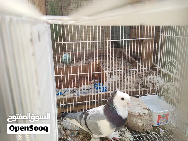 فحل كمبنك نجفي