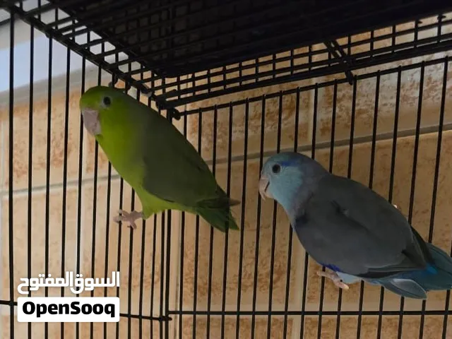 Pacific parrotlet pair. Blue male and green female. 10months old.