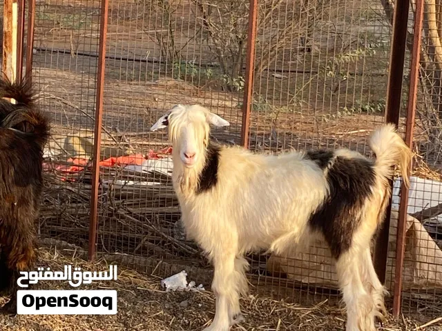 للبيع غنم طيبات وراهيات