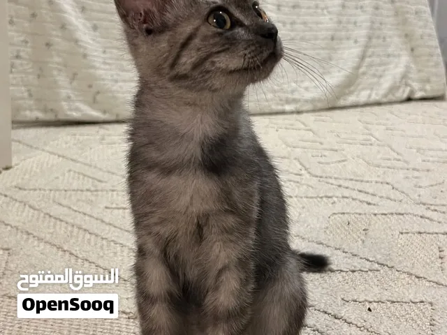 قط نضيف ( ذكر ) اليق و يحب اللعب