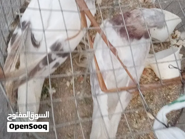 حمام  زوج للبيع