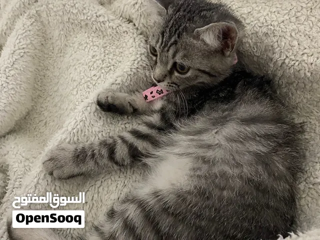 قطه لتبني.....