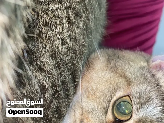 سكوتش فولد جولدن اموره طيبه لتزاوج
