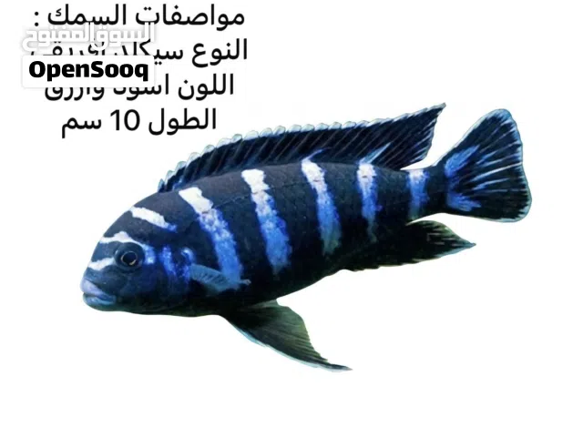قابل للمساومه  للبيع حوض سمك  كامل مع جميع أغراضه وبحالة ممتازة ونظيييف للتواصل على الخاص واتساب .