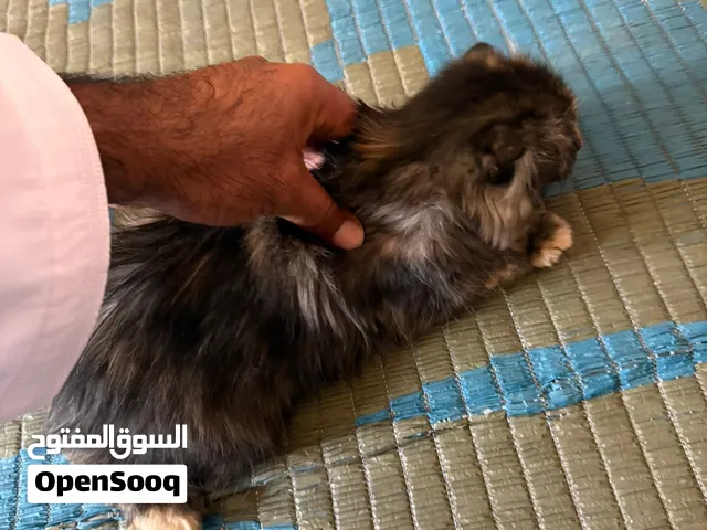 للبيع قط شيرازي