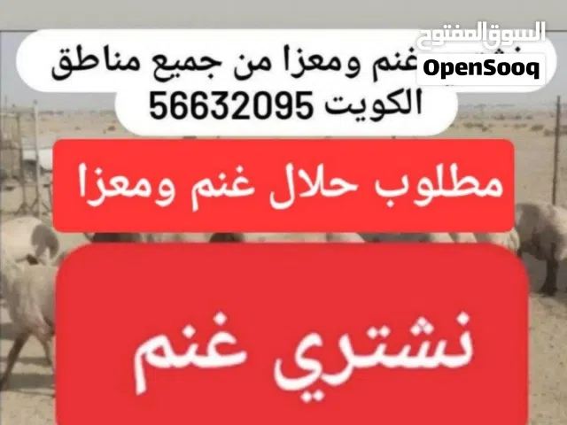 نشتري غنم ومعزا العدد مفتوح والدفع كاش