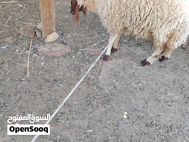 نعجه سمينه ما والده ولا بطن عمرها سنه و 6 اشهر  المكان البصره قضاء شط العرب التنومه نهر حسن قرب شارع