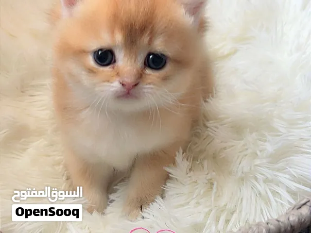 ذكرين وانثى سكوتش ستريت شورت هير ذهبي فاخر للحجز Luxury Golden Scottish Straight Shorthair