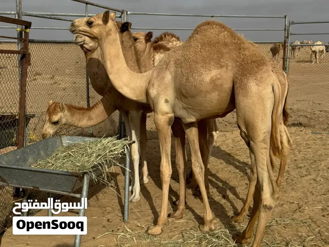 عزبه البيع بوش اصايل