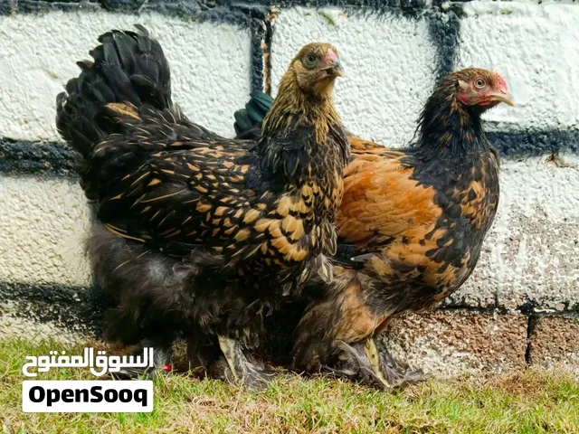 متاح سبرايت نحاسي لا قوة الا بالله العدد : 1ديك العمر : 4 شهور