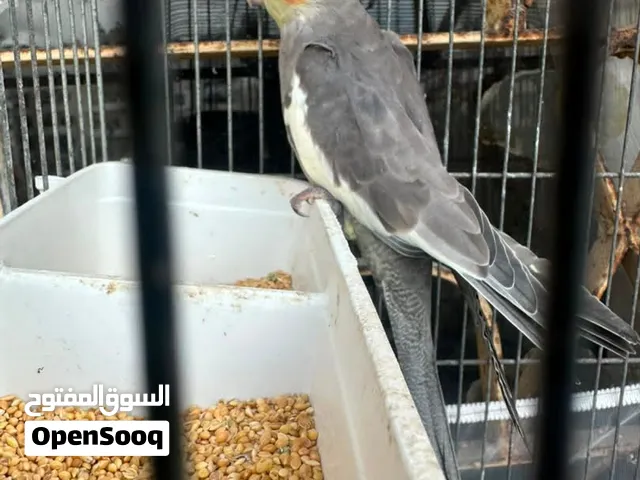 كروان رمادي