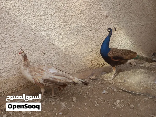 نوادر الطاووس