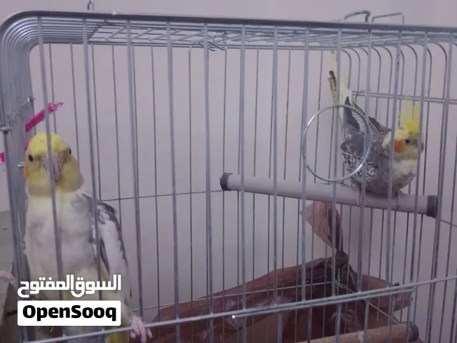جوز عصافير كوكتيل مع قفص وكوخ 65 دينار أردني