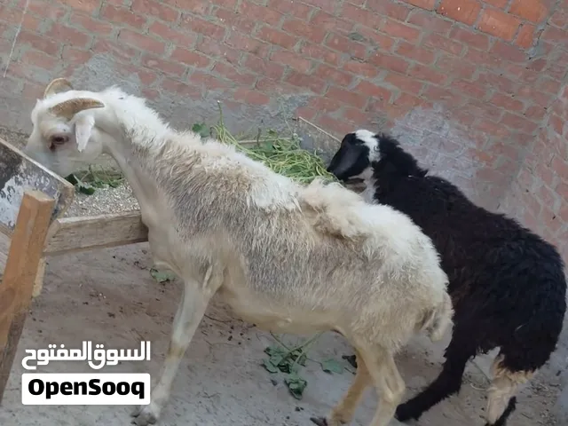بسم الله الرحمن الرحيم الاحد4/10/2026 متاح للبيع: نعجة شامي وبدرية رحماني  من أعلى المستويات  لهواة