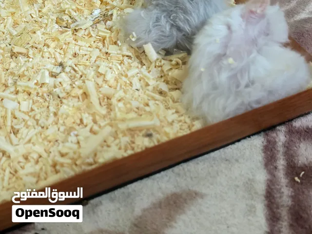 زوج هامستر كيوت ونشيط جداً مع الأحواض والملحقات كاملة