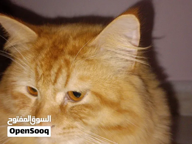 قط ذكر جميل وأليف للتبني المجاني (بسبب السفر)