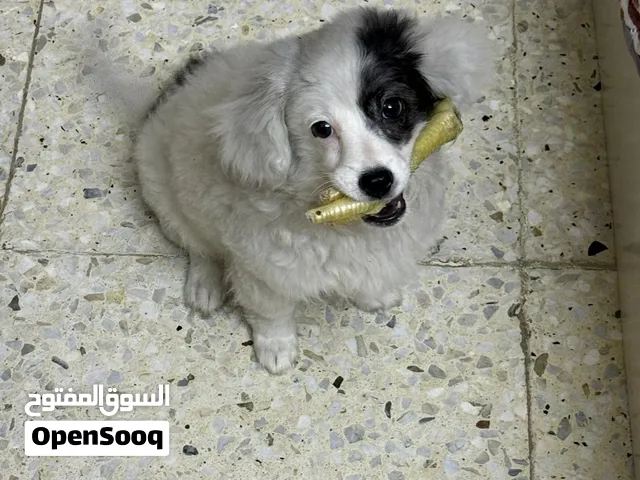 كلب لولو فوكس للبيع