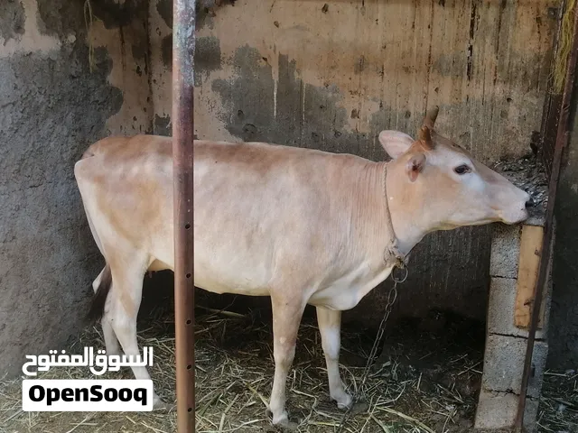 للبيع بقره عمانيه اصل ماشاء الله تبارك الرحمن فول فول سمنه وعشار ف شهر لخامس ماشاء الله