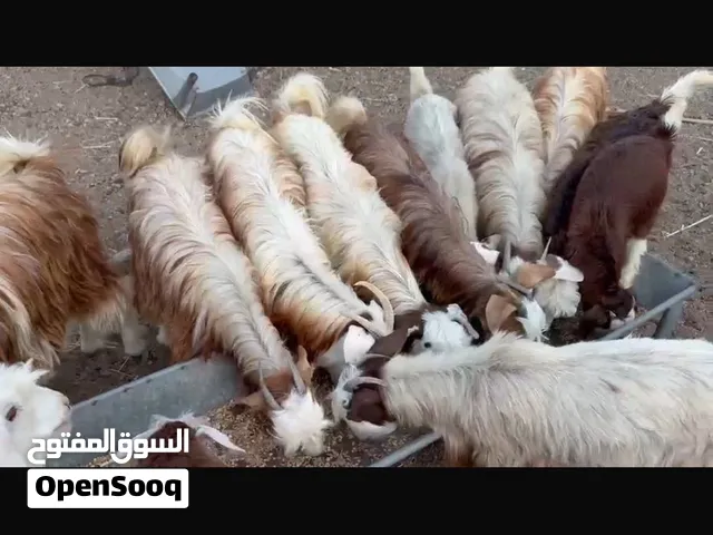 اغنام عمانيات للبيع