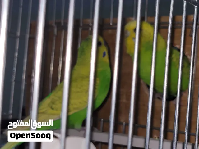 سلام عليكم كوبية بقلينو انقليزية اقرا الوصف
