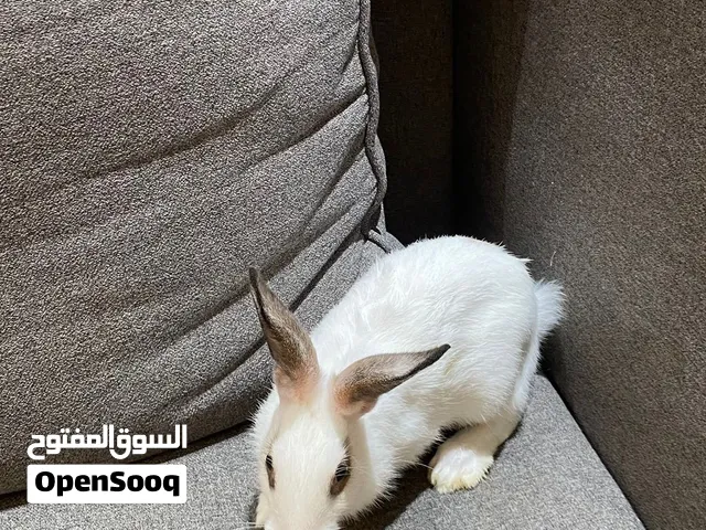 ارنب أنثى للبيع تبلغ من العمر 3 شهور