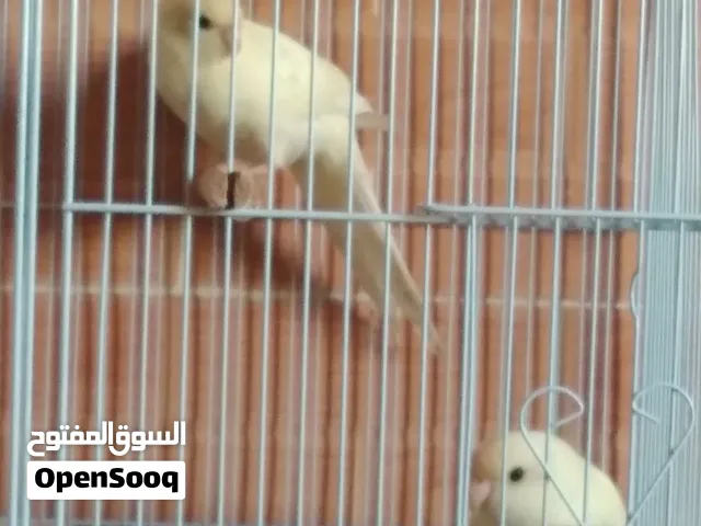 كوبيه كاكاريكي لون طفره كريمه